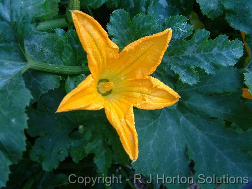 Zucchini Flower male 